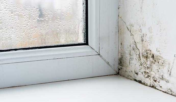 Mold damaged wall Mold damaged wall near window