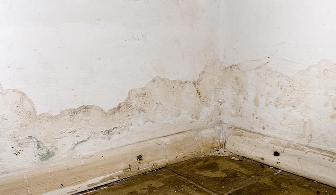 Mold damaged wall Mold damaged wall